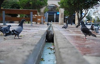 funny cat photos quietly stalking birds pigeons