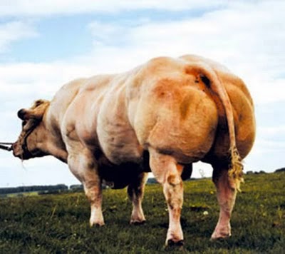 Sapi-sapi super besar dan berotot ~ Kumpulan Artikel