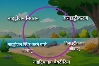 नाईट्रोजन चक्र जैव भूरासायनिक चक्र Biogeochemical cycle in hindi