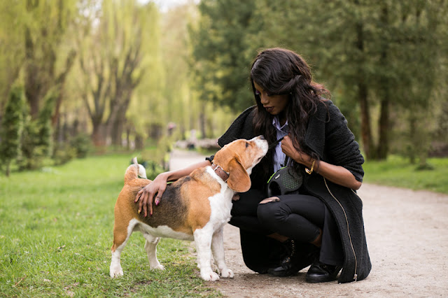 A beagle makes eye contact with its owner. A DRI like 'watch me' is a good alternative to negative reinforcement in dog training