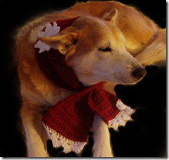daisy red scarf w snowflake