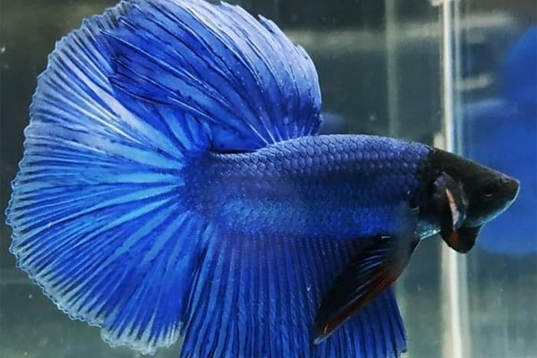 Ikan Cupang Halfmoon Biru Full