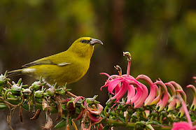 Hawaii honeycreeper