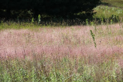 mid- to late-Summer's purple love grass, Autumn's tumblegrass