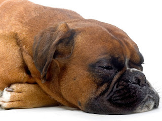 Causa y curación Colitis en perros