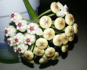 Hoya-pachyclada-red-corona 