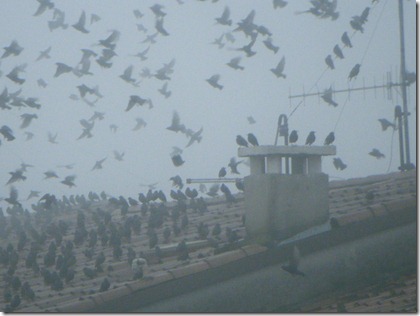 birds (11)