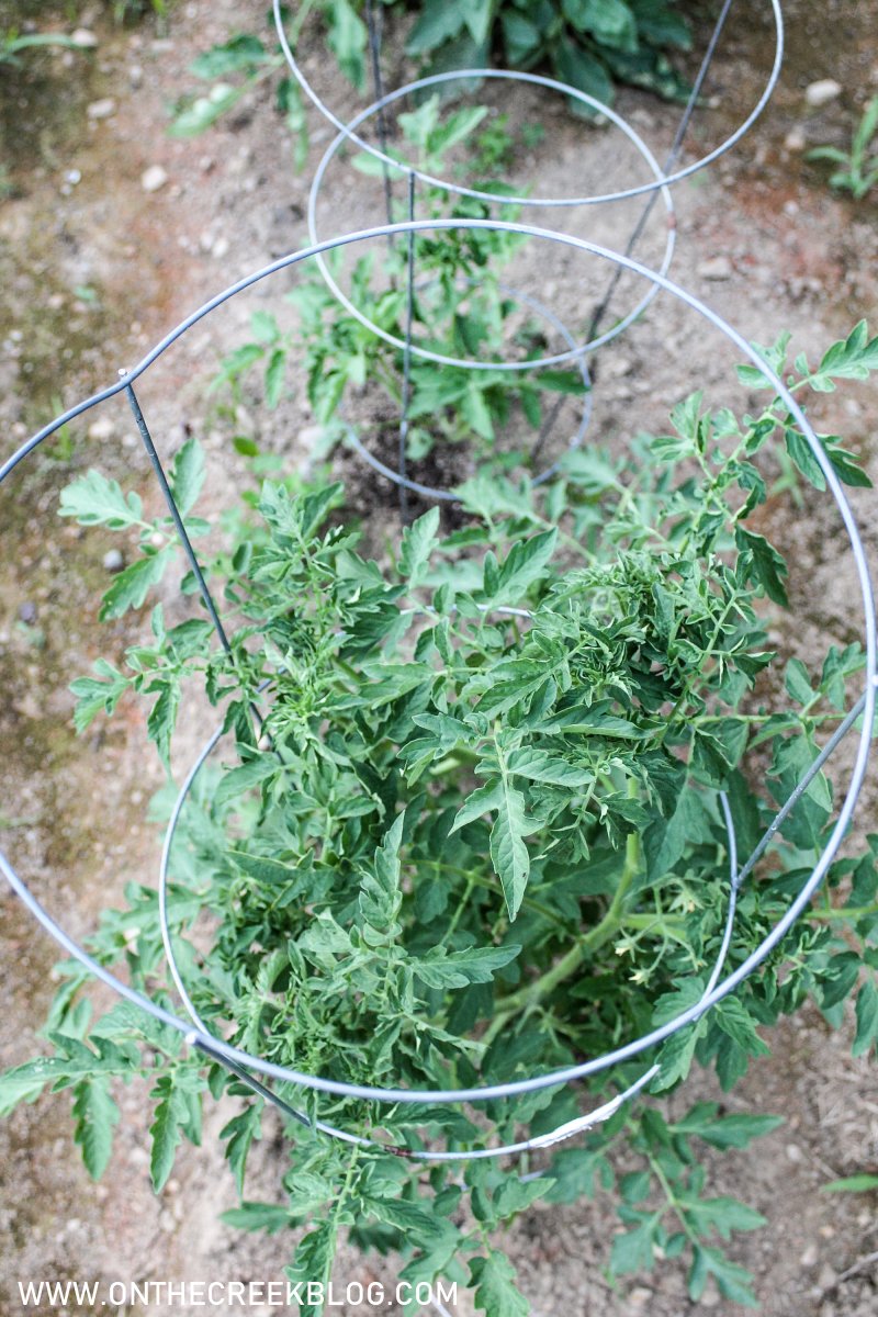 Tomato plants in the garden | On The Creek Blog