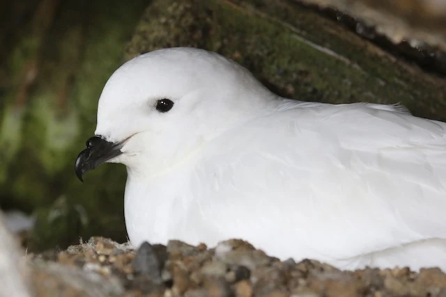 Snow petrel, <i>Pagodroma nivea</i>