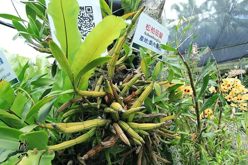 蘭科植物園|珍奇蘭種保育區｜台南山上景點