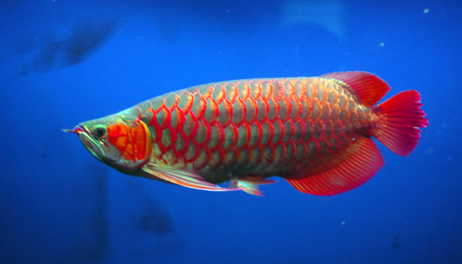 It s My Life Ikan Arowana