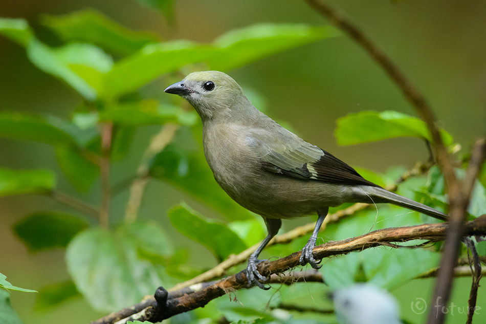 Palmitangara, Thraupis palmarum, Palm Tanager, Tangara