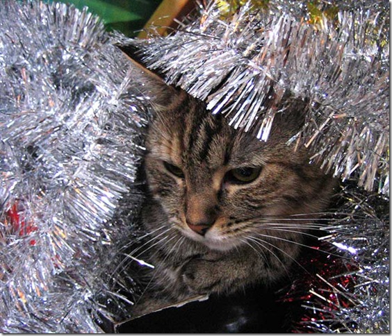 kitty-tinsel-1548