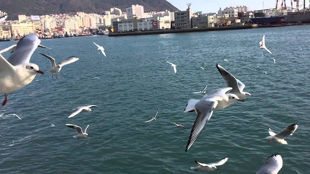 vé máy bay đi Busan giá rẻ - Chim biển seagull