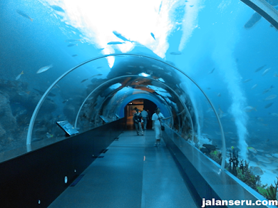 Wisata Aquarium Terbesar Di Dunia S.E.A Aquarium Singapure