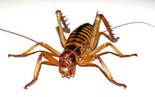 Tree Weta