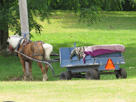 pony cart