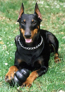 doberman pinscher pets dog healty breeds animal picture