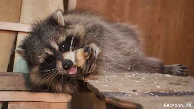 Can You Have a Pet Raccoon?