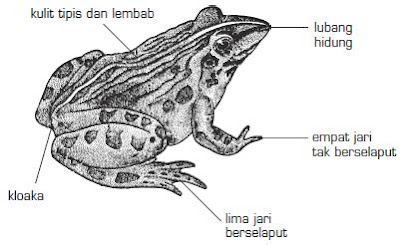 Tiga Ciri Hewan Bertulang Belakang Vertebrata