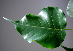  Ficus Religiosa  (Boo tree)  huge leaf heart shaped