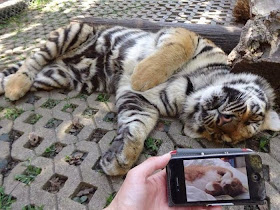 Funny animals of the week - 14 February 2014 (40 pics), tiger cub sleeps like a cat
