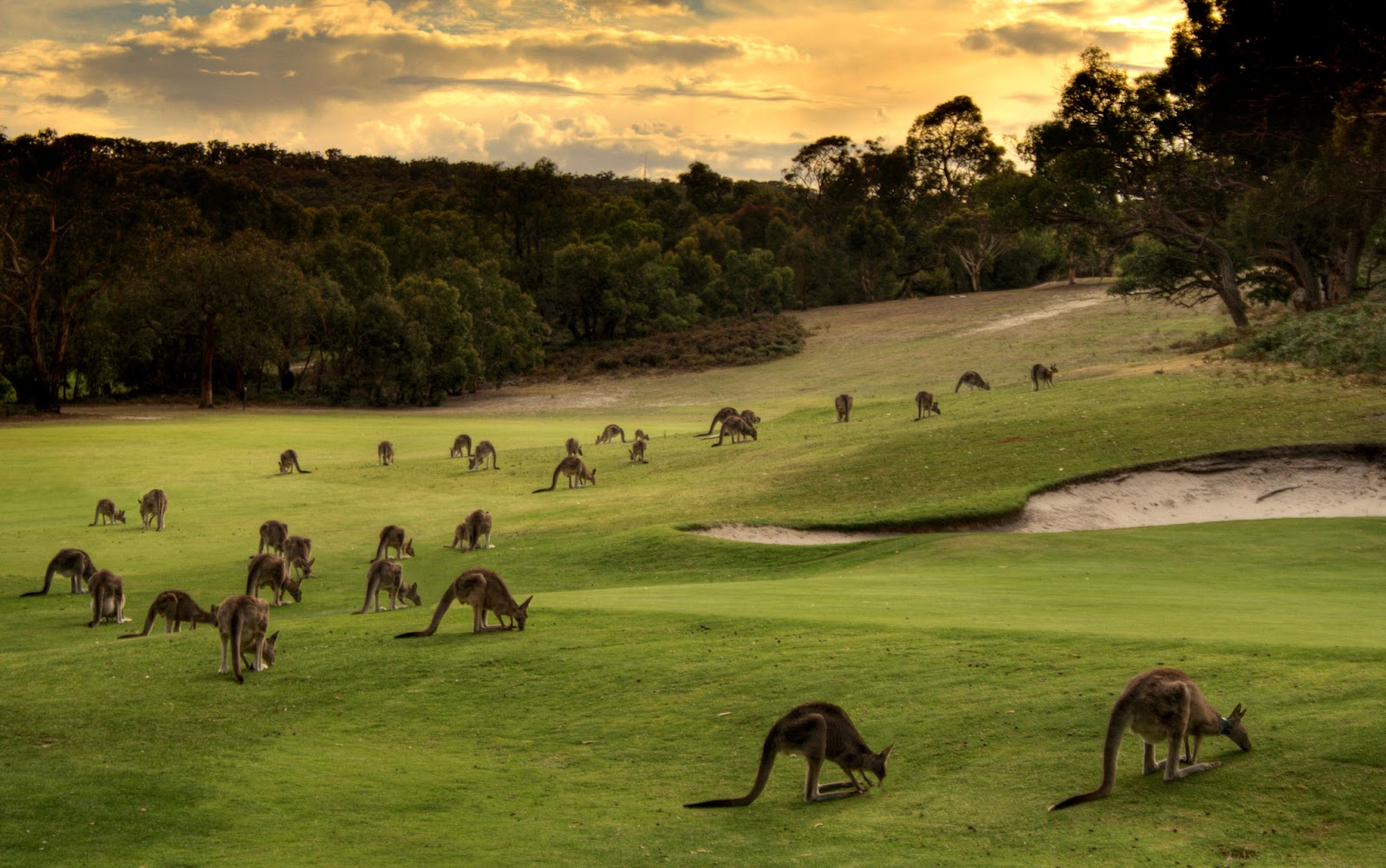 Kangaroos. Anglesea Golfcourse, Victoria, Australia.
