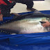 Bluefin Tuna Special