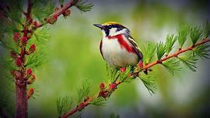 Birds image 4k