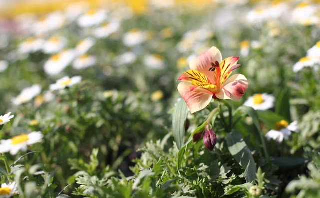 Peruvian Lily Flowers Pictures