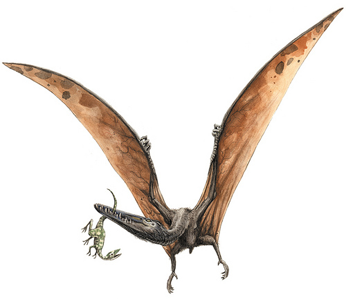 Mundo Pré-Histórico: Pterodáctilo, o primeiro pterossauro