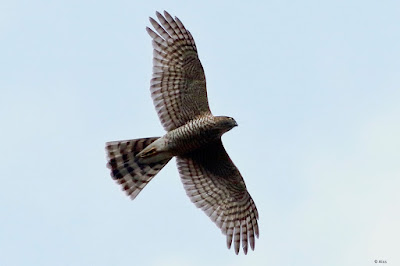 "Eurasian Sparrowhawk - Accipiter nisus, winter visitor soaring above."