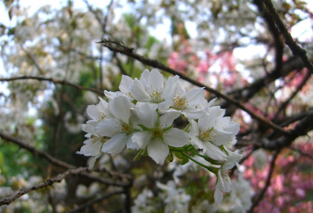 Cherry Blossom Flowers