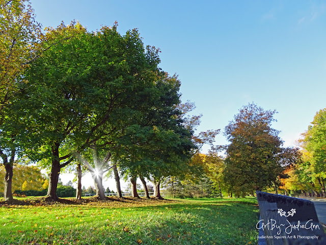 Circular Road Trees In Autumn Photos