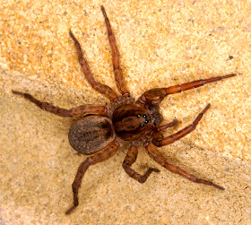 Wolf Spider, Trochosa species.  On my back wall in Hayes on the morning of 5 June 2014.