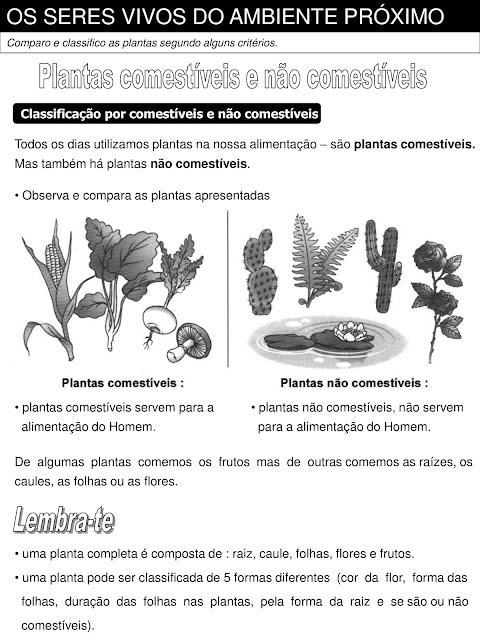 atividades sobre plantas 4o ano