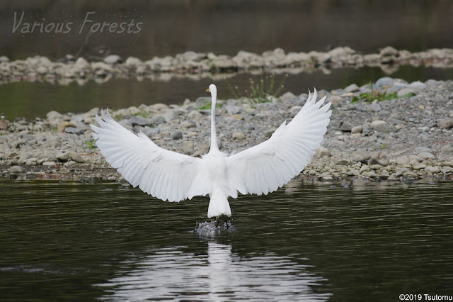 Great Egret