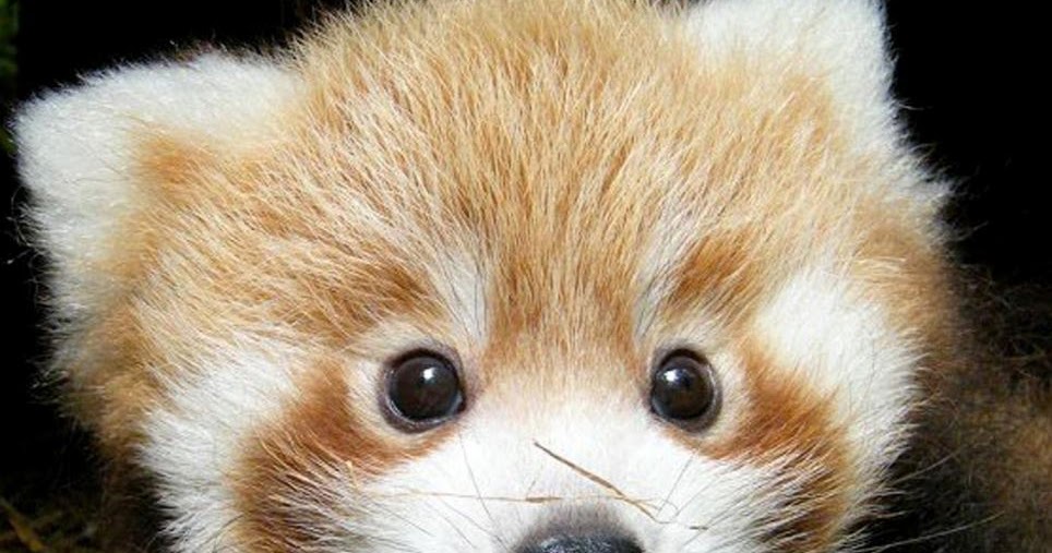 The Animal Zone Just Too Cute Adorable Red Panda Cubs Born At British Zoo That Look Like Teddy Bears Emerge From Their Nest Box For First Time