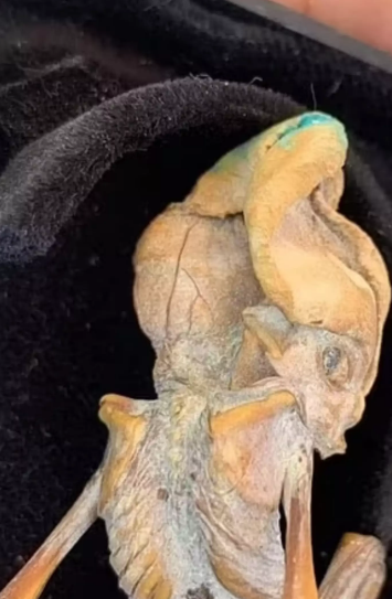 Mysterious 'Humanoid Creature' Discovery: Alien or Ancient Human?