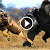Watch Video: CRAZY Animals Attacks Lion, Amazing Fight