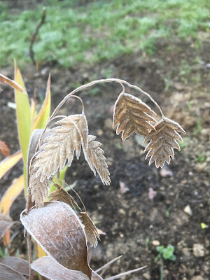 Chasmanthium latifolium en automne