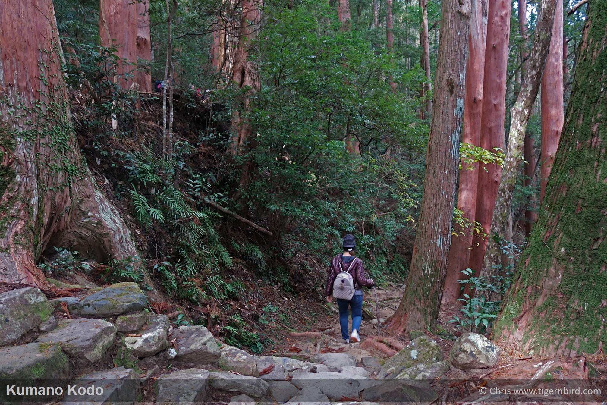 Hiking down big stone steps of the Kumano Kodo trail between tall redwood trees in Japan