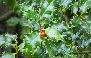 Pohon Ilek atau Holly