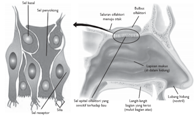Hidung dan Bagian Hidung