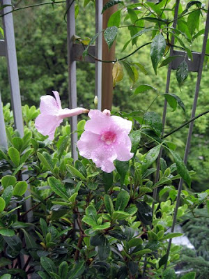 Balcony bells