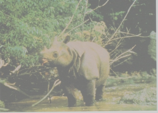 Badak Bercula Satu di Taman Nasional Ujung Kulon