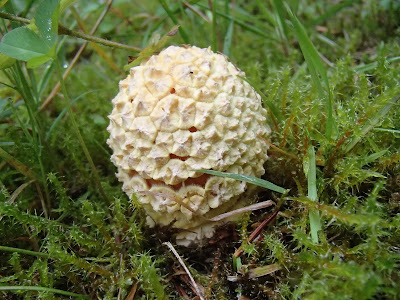 grzyby 2017, grzyby na Orawie, grzyby w lipcu, grzyby podziemne, piestrak jadalny, borowiki, goryczak żółciowy, muchomor królewski