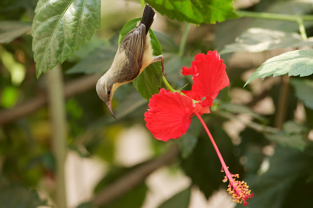 Female Purple Sunbird  छोटा शक्कर खोरा, फूल सुँघनी, थुन-थुनी  - Cinnyris asiaticus