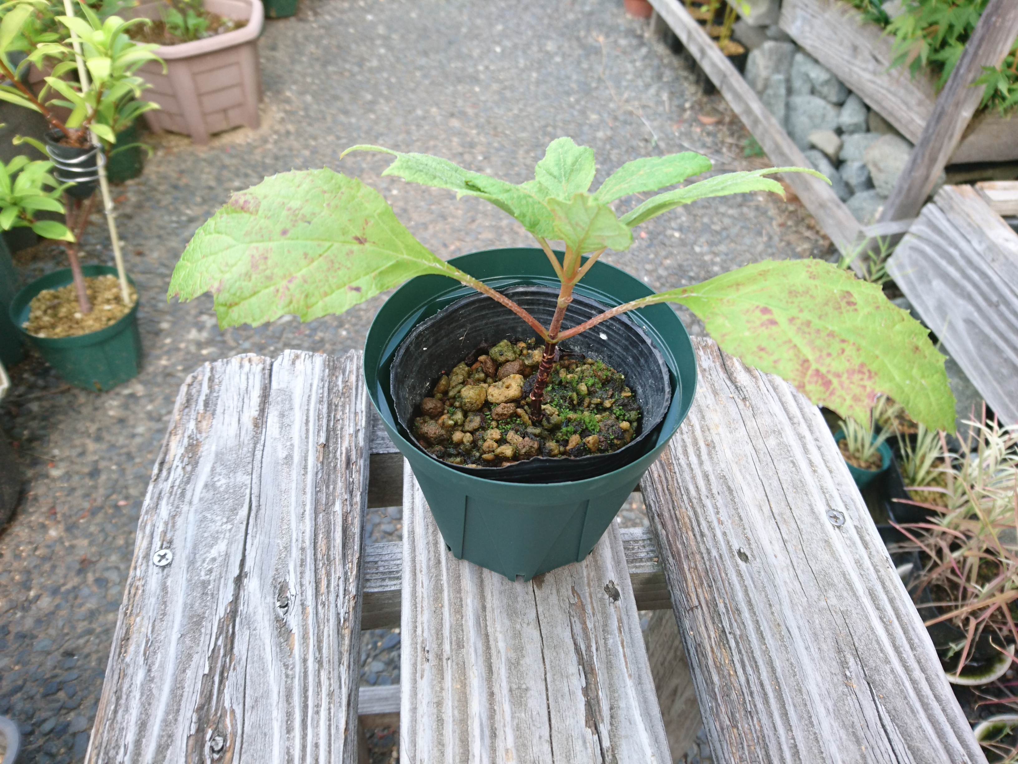 カシワバアジサイの育て方 小さな鉢植えで 美しい花を楽しむ メダカの大工