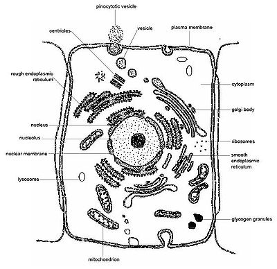 Animal structure - unlabeled, Diagram of an animal cell without labels